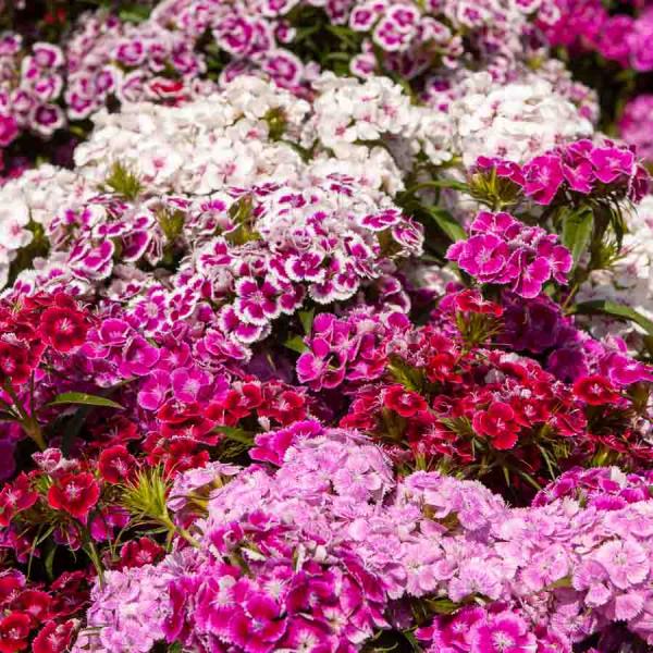 Fleurs - Œillet de Poète Tapis des Indes - face recto